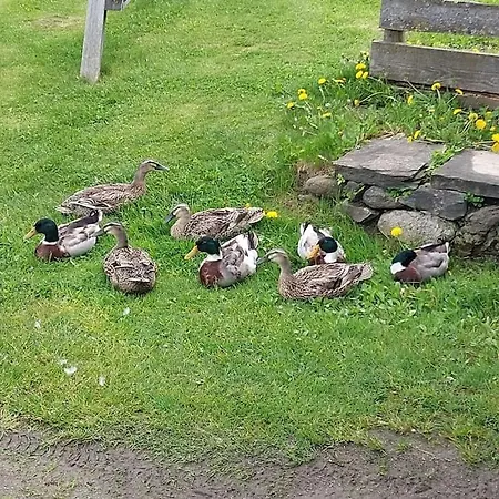 Ortner Am Kreischberg 公寓 穆劳附近圣洛伦岑